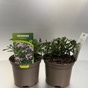 Weekaanbod foto 1