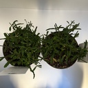 Weekaanbod foto 2