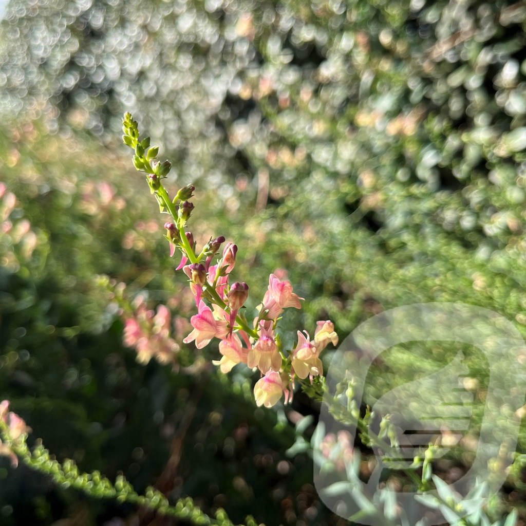Linaria 'Peachy'