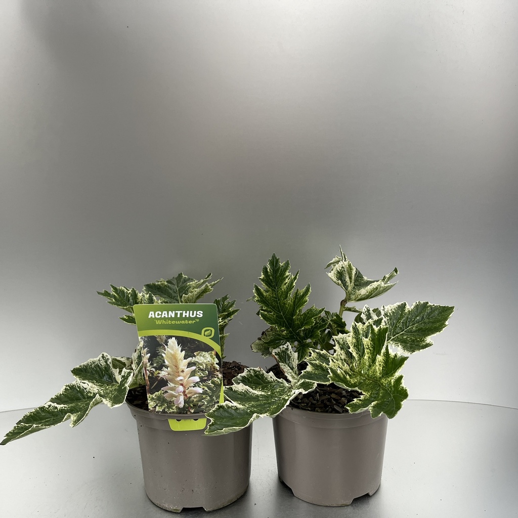 [ACAWHITE-C2] Acanthus 'Whitewater'®
