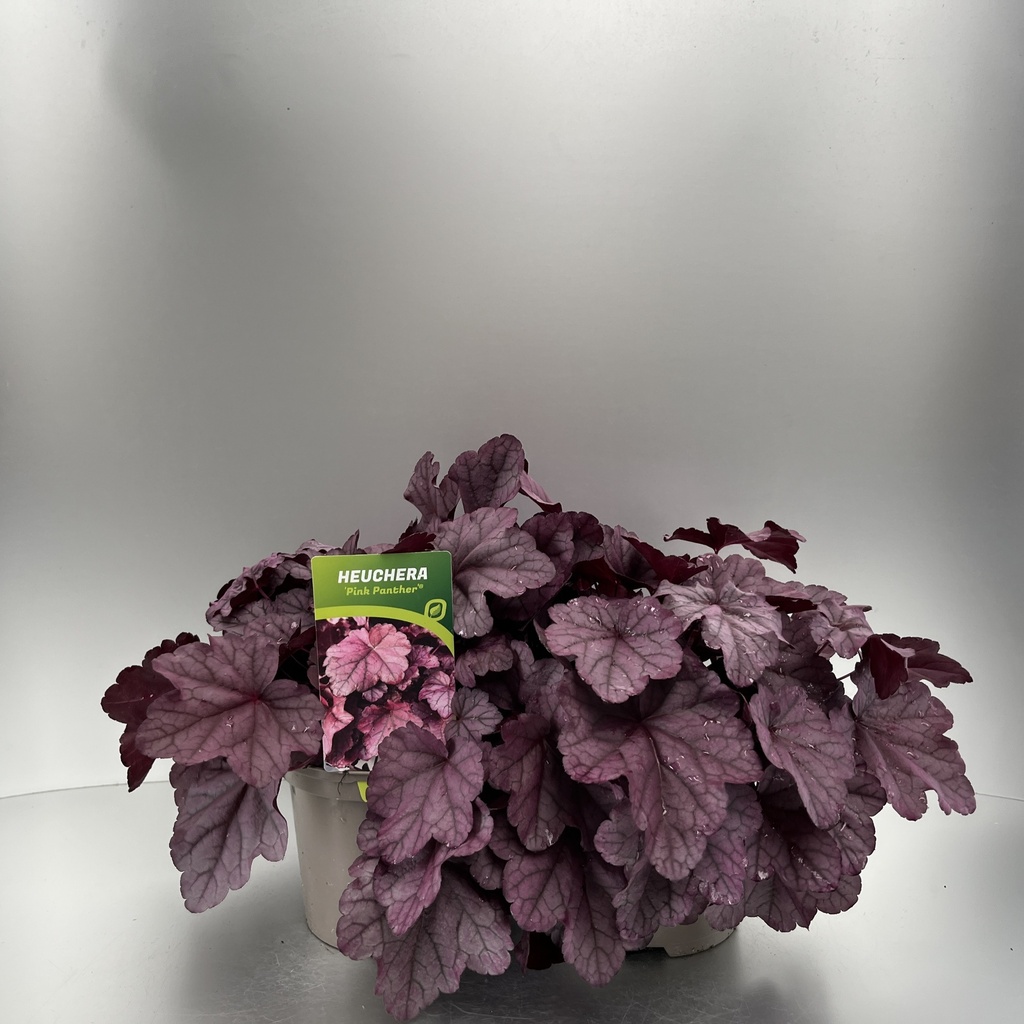 [HEUPPANT-C2] Heuchera 'Pink Panther'®