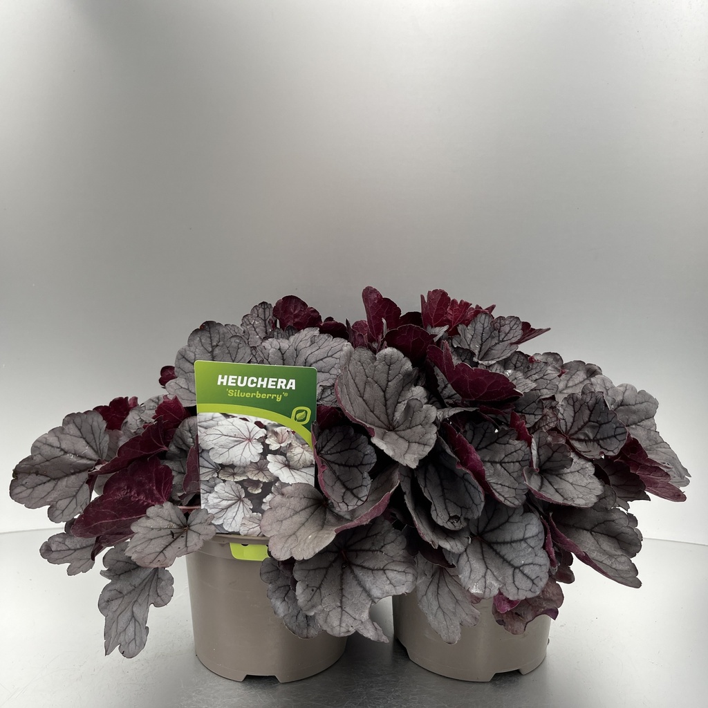 [HEUSILVE-C2] Heuchera 'Silverberry'®