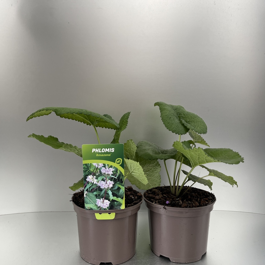 [PHLAMAZO-C2] Phlomis tub. 'Amazone'
