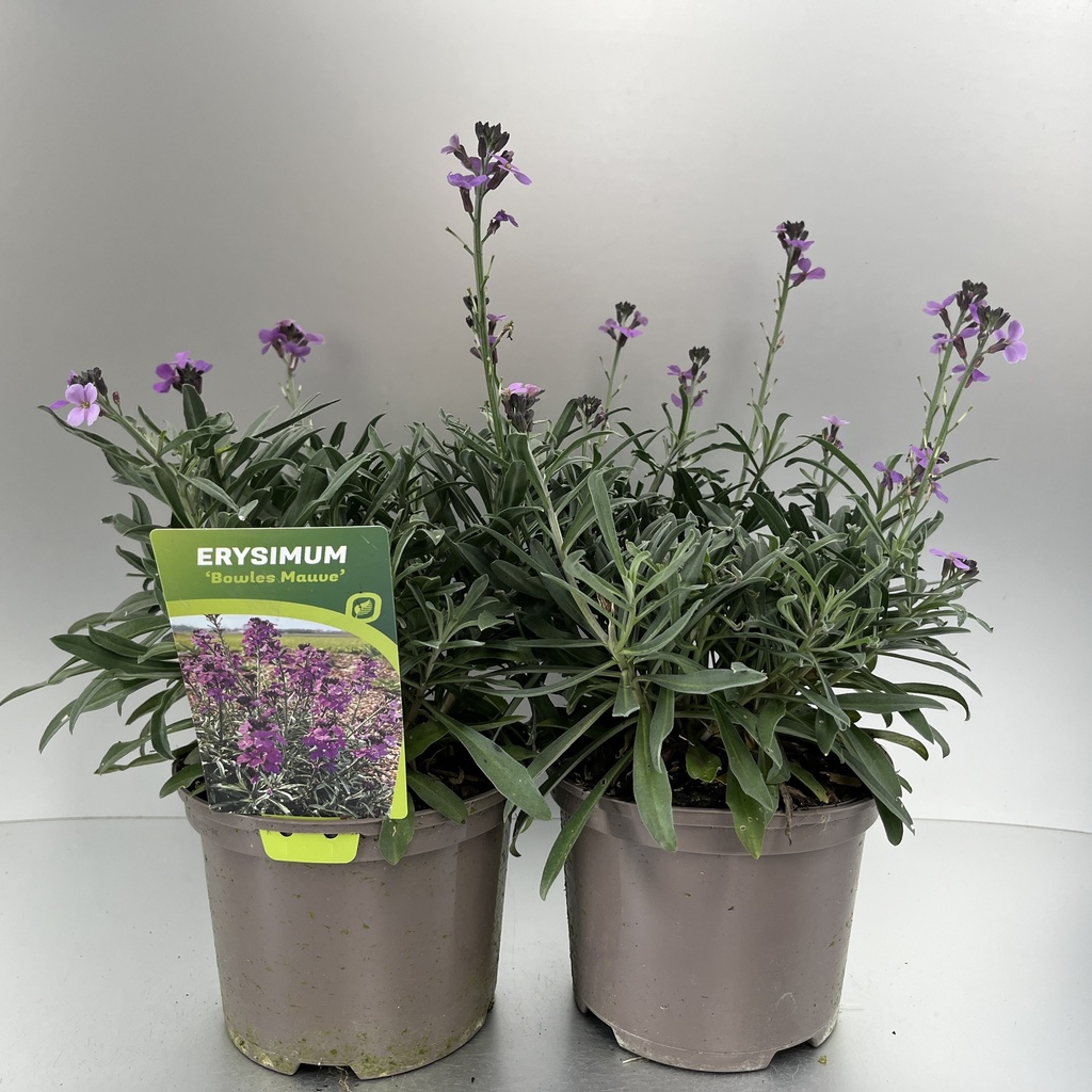 [ERYBMAUV-C2] Erysimum 'Bowles Mauve'