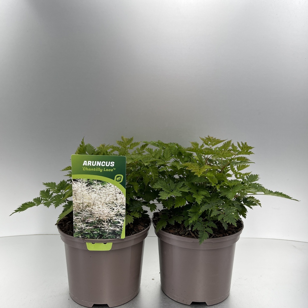 [ARUCLACE-C2] Aruncus 'Chantilly Lace'®