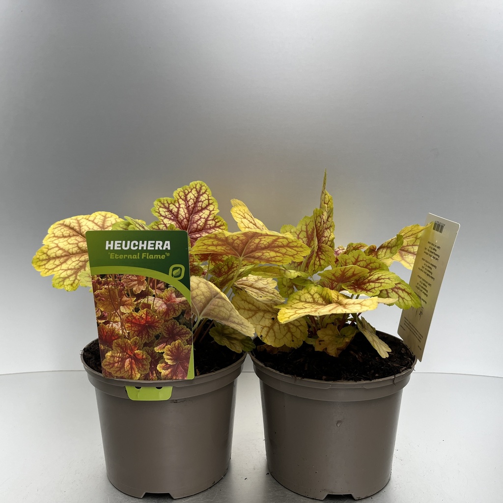 [HEUEFLAM-C2] Heuchera 'Eternal Flame'®