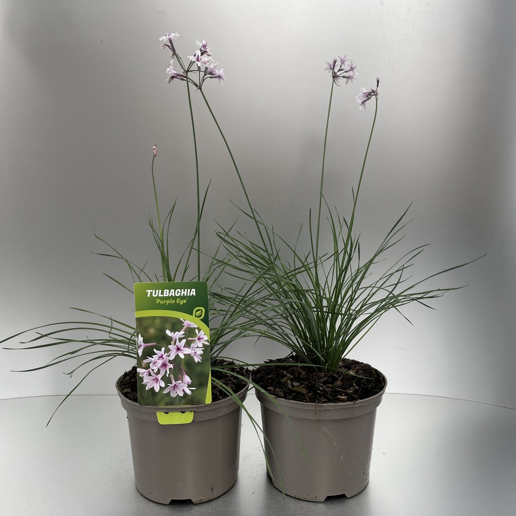 [TULPEYE-C2] Tulbaghia 'Purple Eye'®