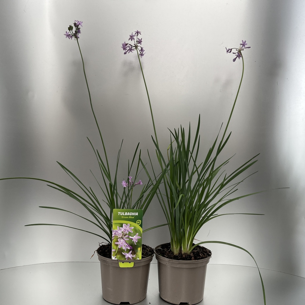 [TULGBLUE-C2] Tulbaghia 'Green Blue'