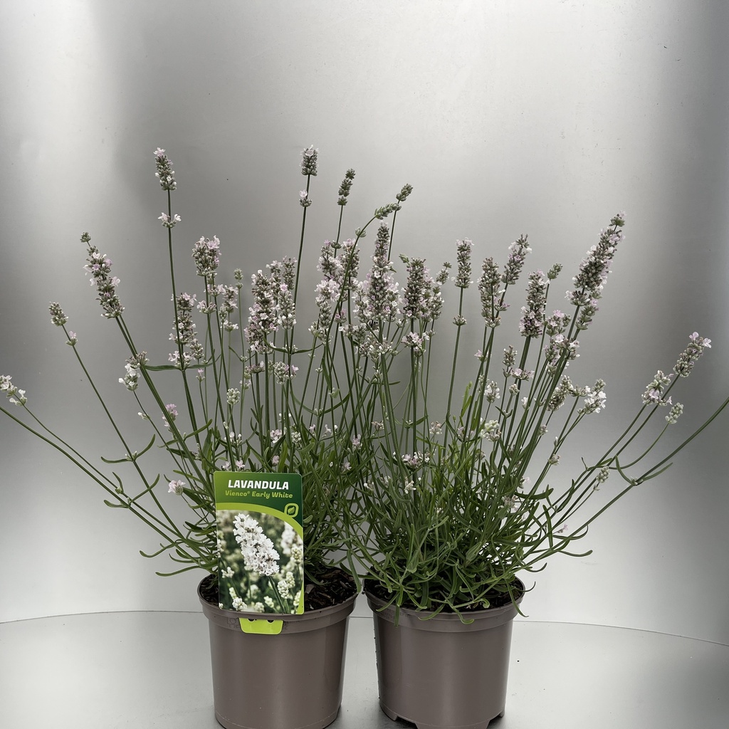 [LAVVEWHI-C2] Lavandula ang. 'Vienco® Early White'