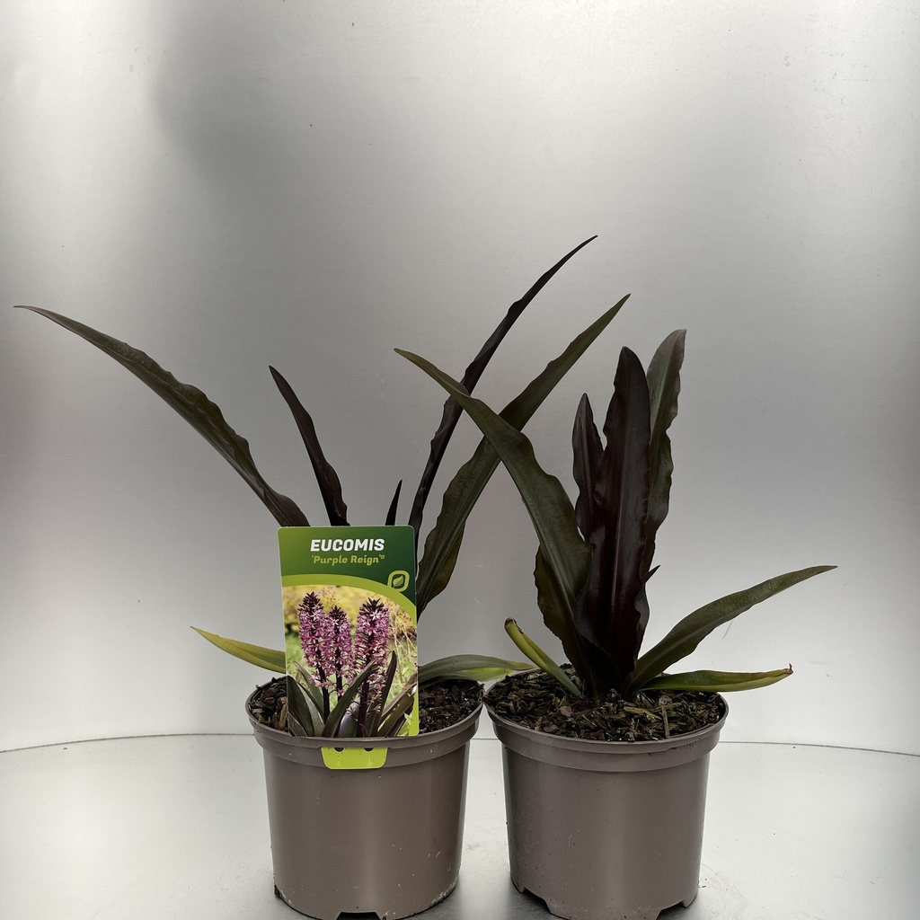 [EUCPREIG-C2] Eucomis 'Purple Reign'®