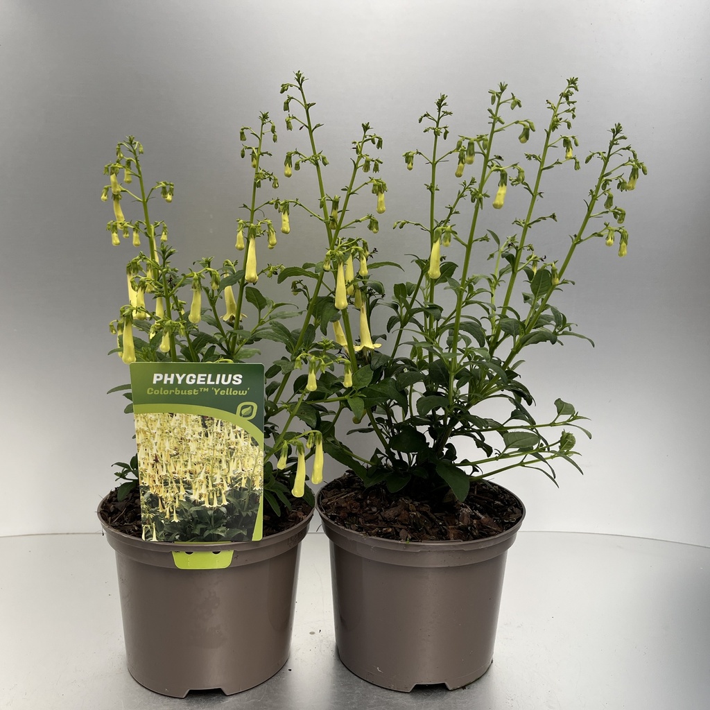 [PHYCYELL-C2] Phygelius Colorbust™ 'Yellow'