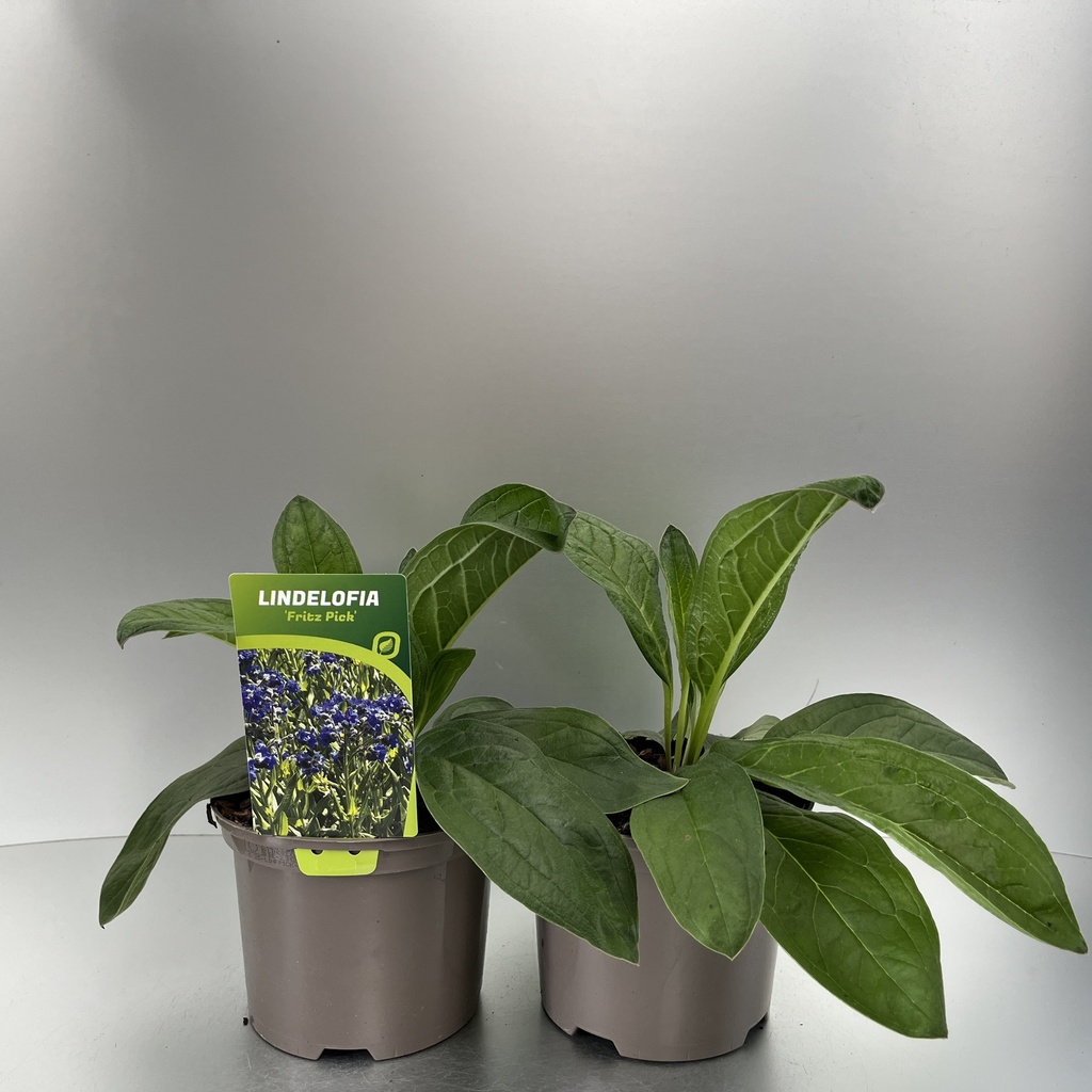 [LINFPICK-C2] Lindelofia 'Fritz Pick'®