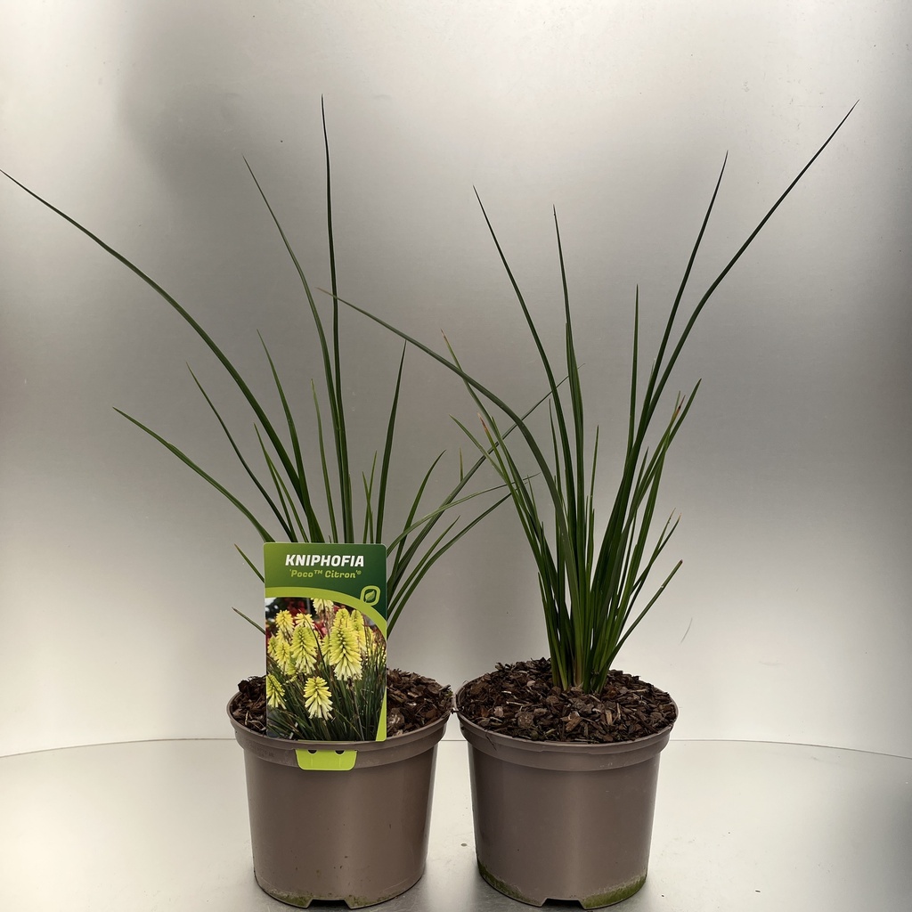 [KNIPCITR-C2] Kniphofia 'Poco™ Citron'®