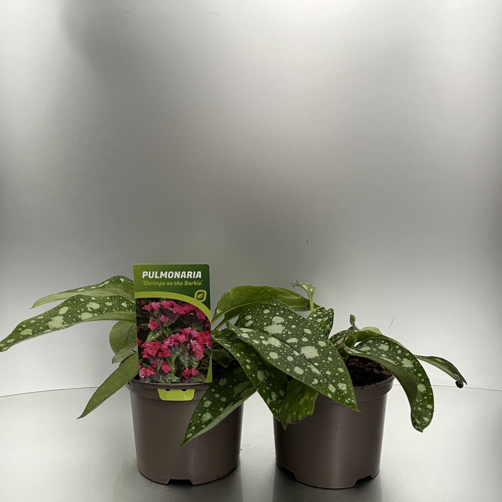 [PULSBARB-C2] Pulmonaria 'Shrimps on the Barbie'