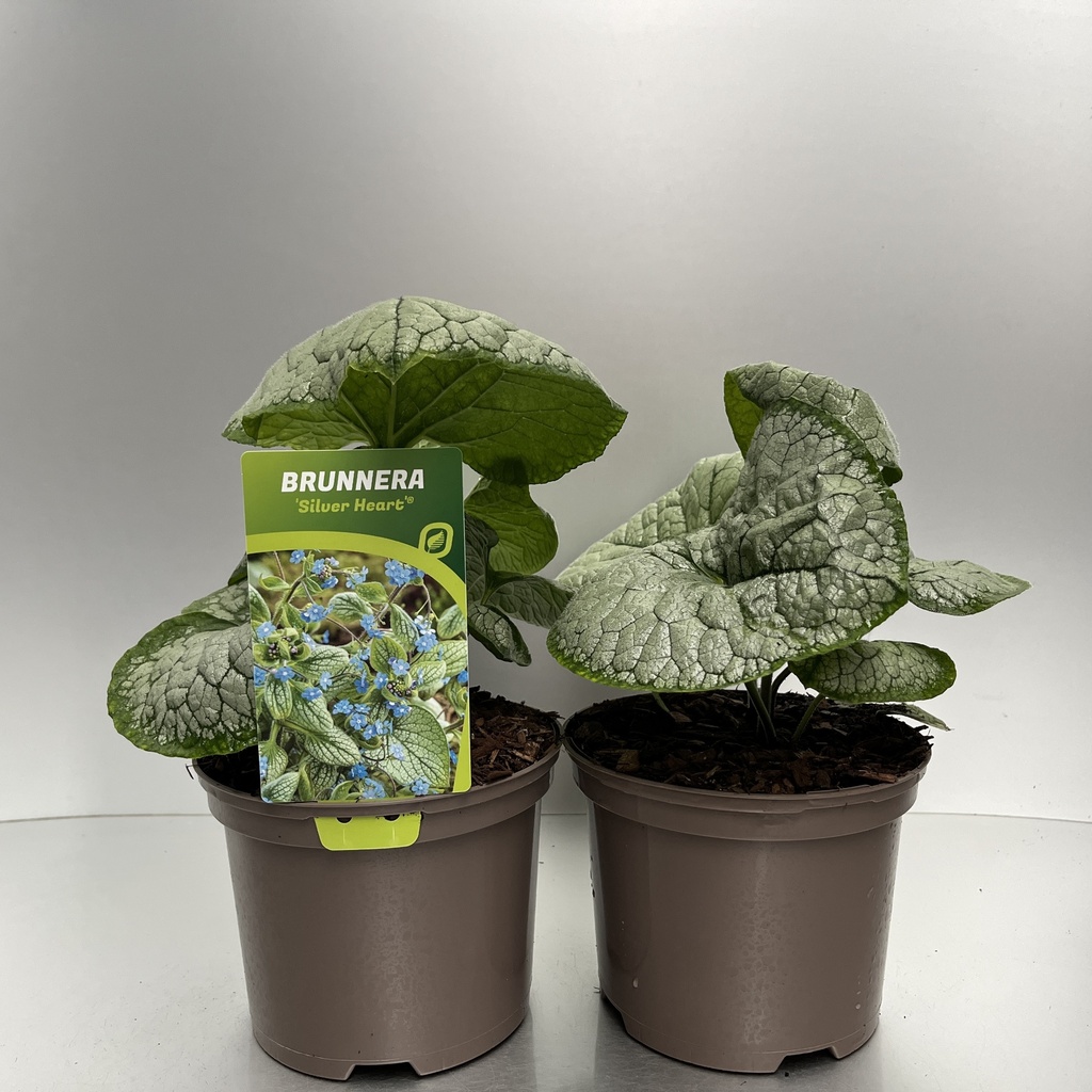 [BRUSHEAR-C2] Brunnera macr. 'Silver Heart'®