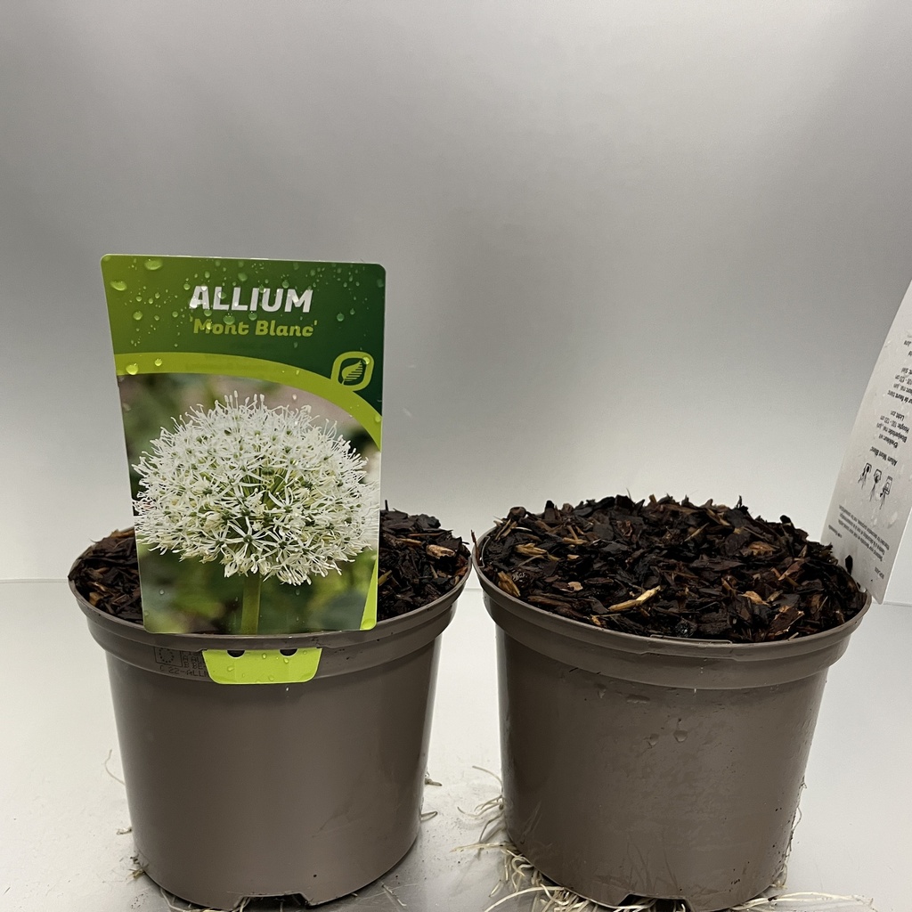 [ALLMBLAN-C2] Allium 'Mont Blanc'