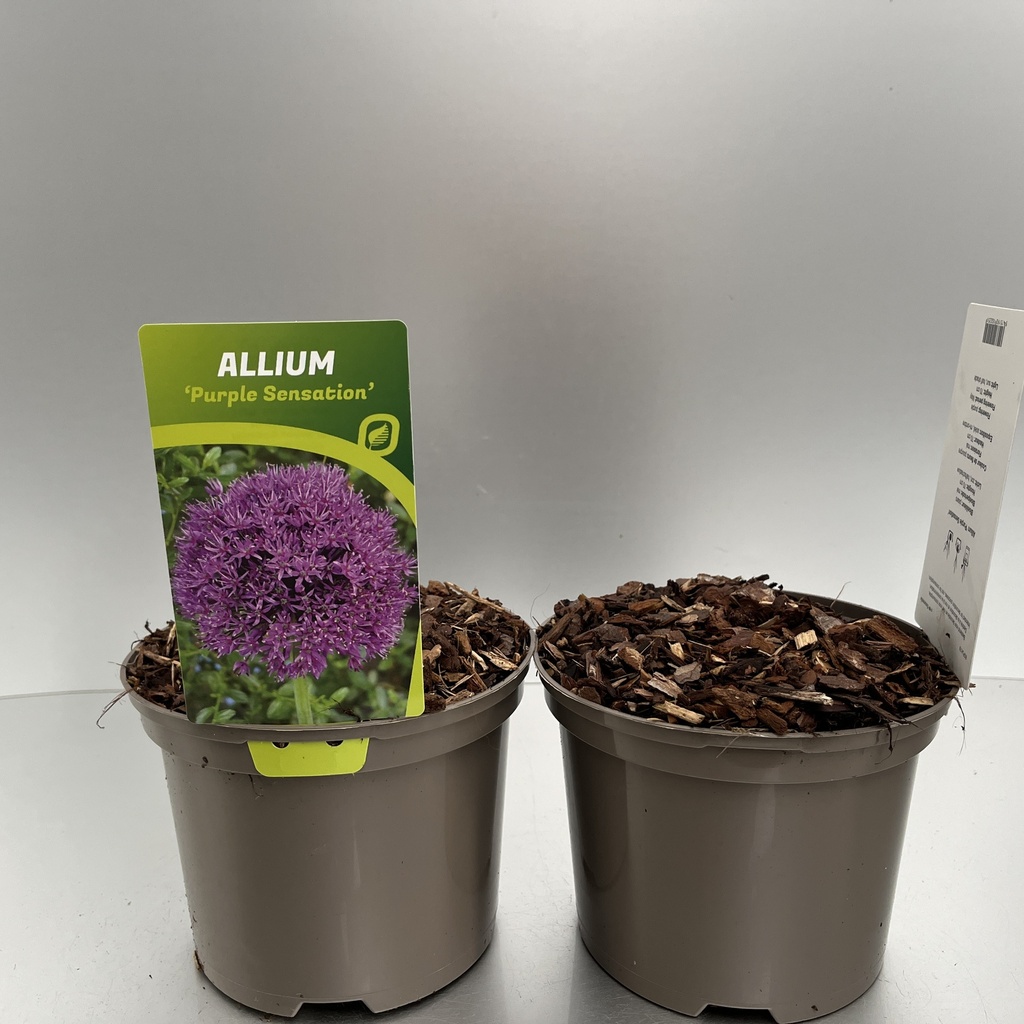 [ALLPSENS-C2] Allium 'Purple Sensation'