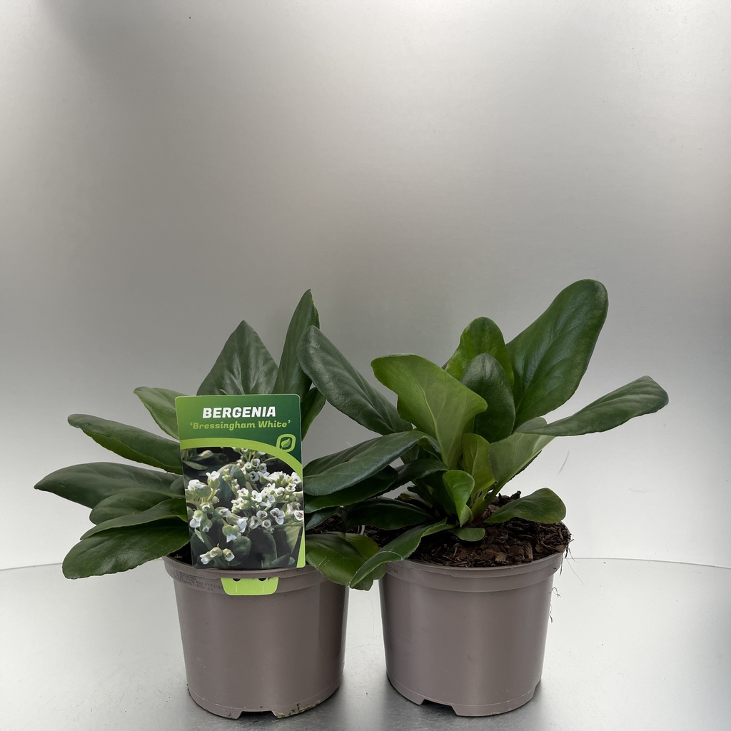 [BERBWHIT-C2] Bergenia 'Bressingham White'