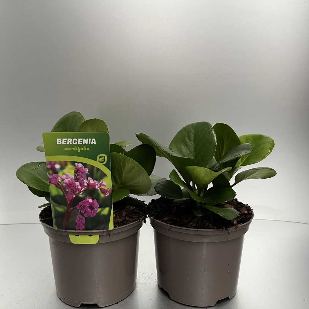 [BERCORDI-C2] Bergenia cordifolia
