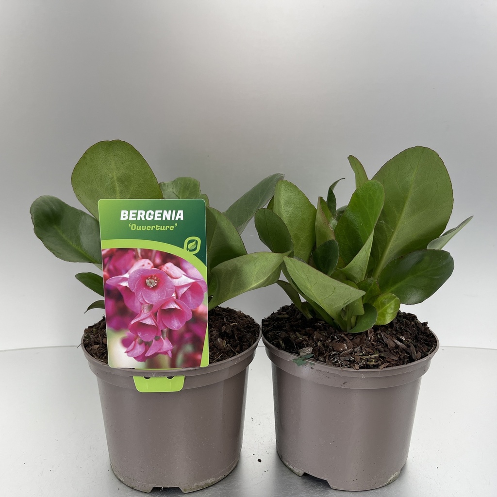 [BEROUVER-C2] Bergenia 'Ouverture'