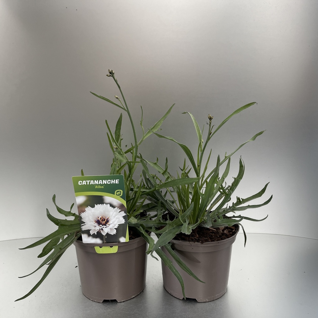[CATALBA-C2] Catananche caerulea 'Alba'