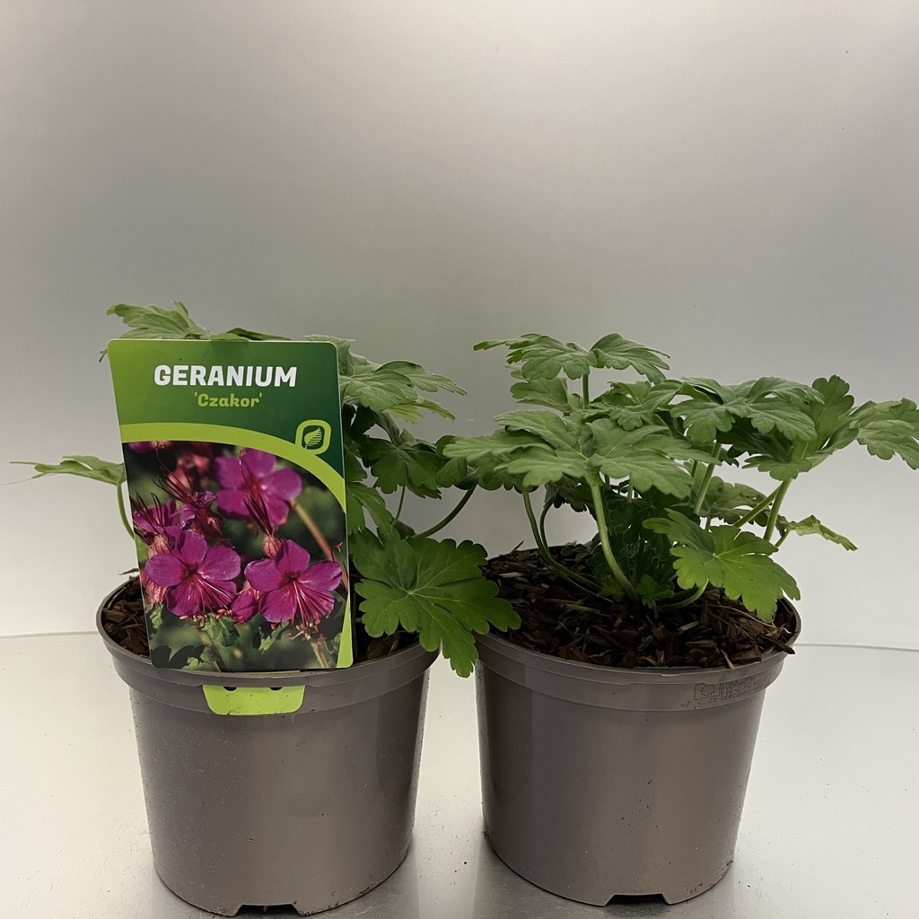 [GERCZAKO-C2] Geranium macr. 'Czakor'