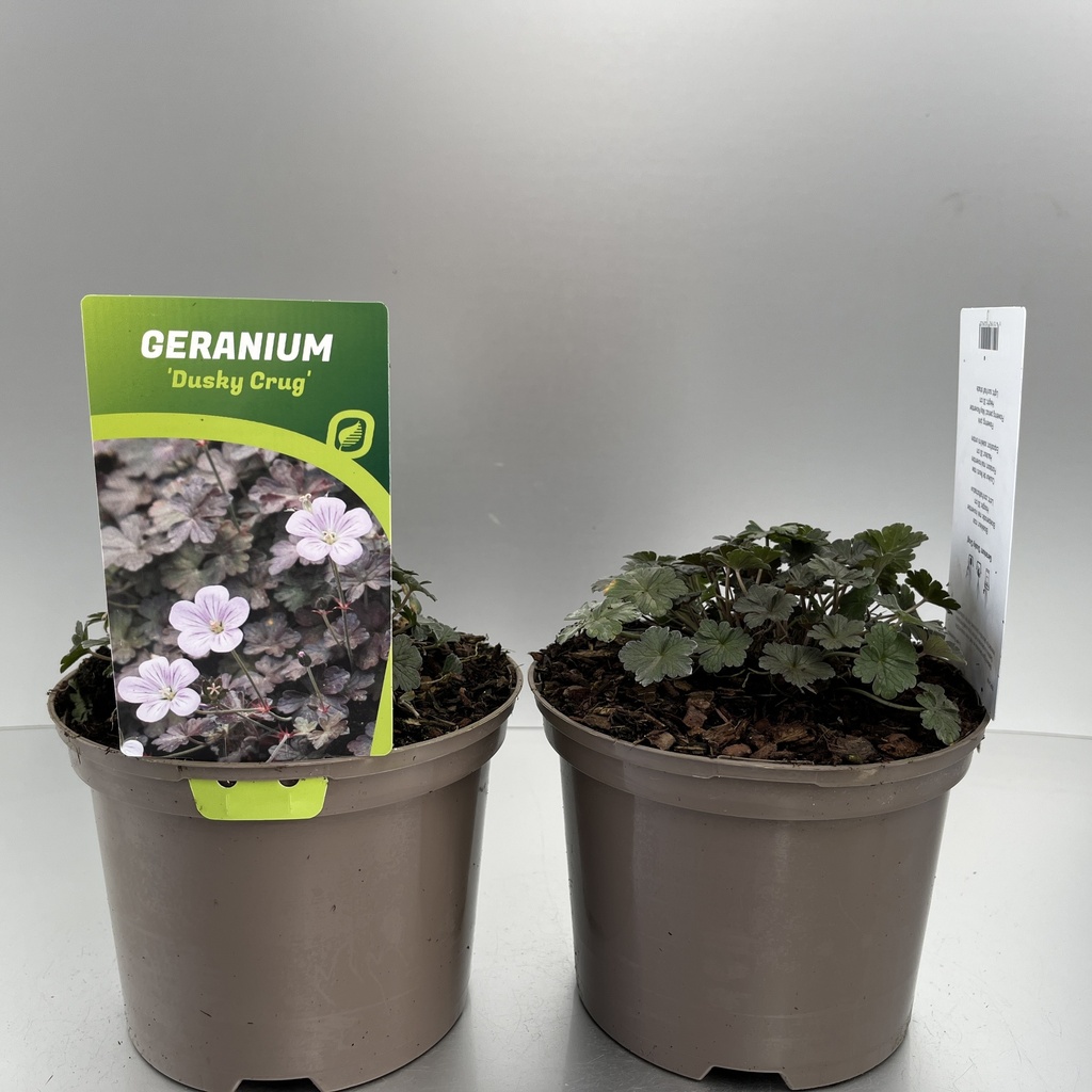 [GERDCRUG-C2] Geranium 'Dusky Crug'