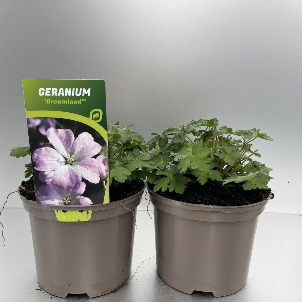 [GERDREAM-C2] Geranium 'Dreamland'®