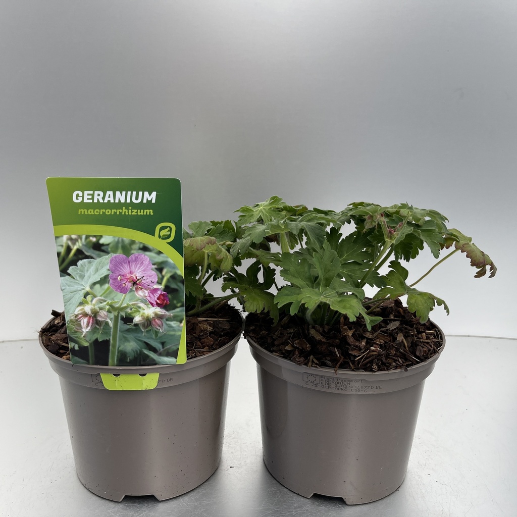 [GERMACRO-C2] Geranium macrorrhizum