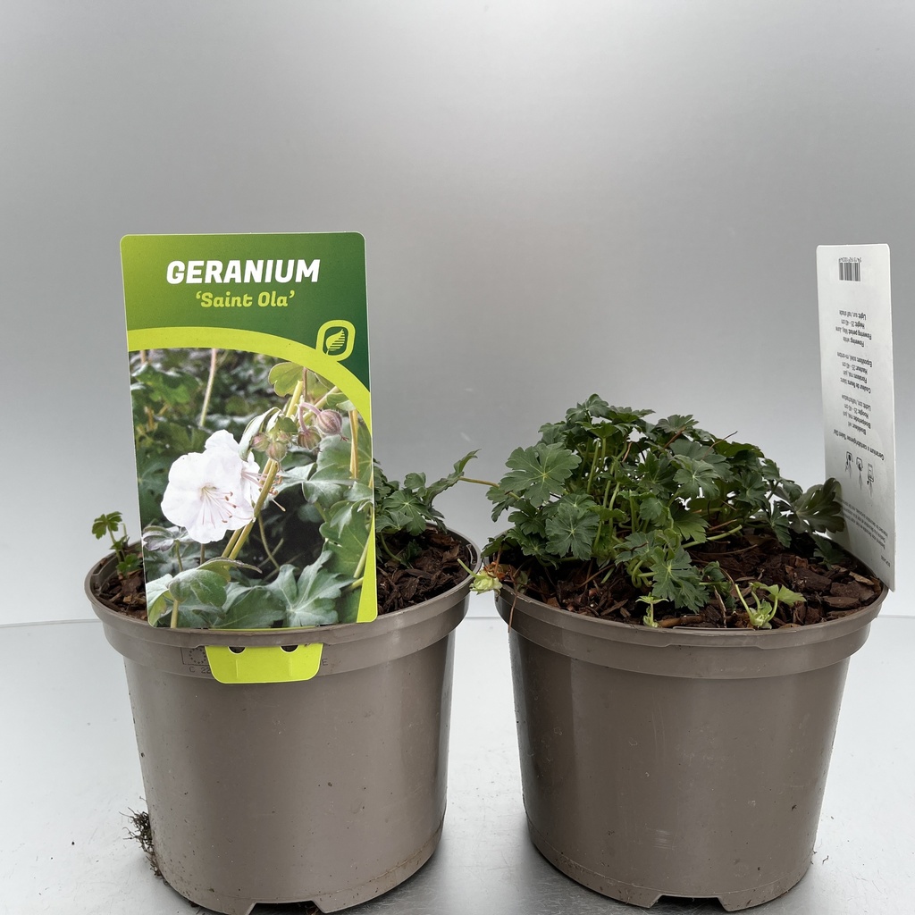 [GERSOLA-C2] Geranium cant. 'Saint Ola'