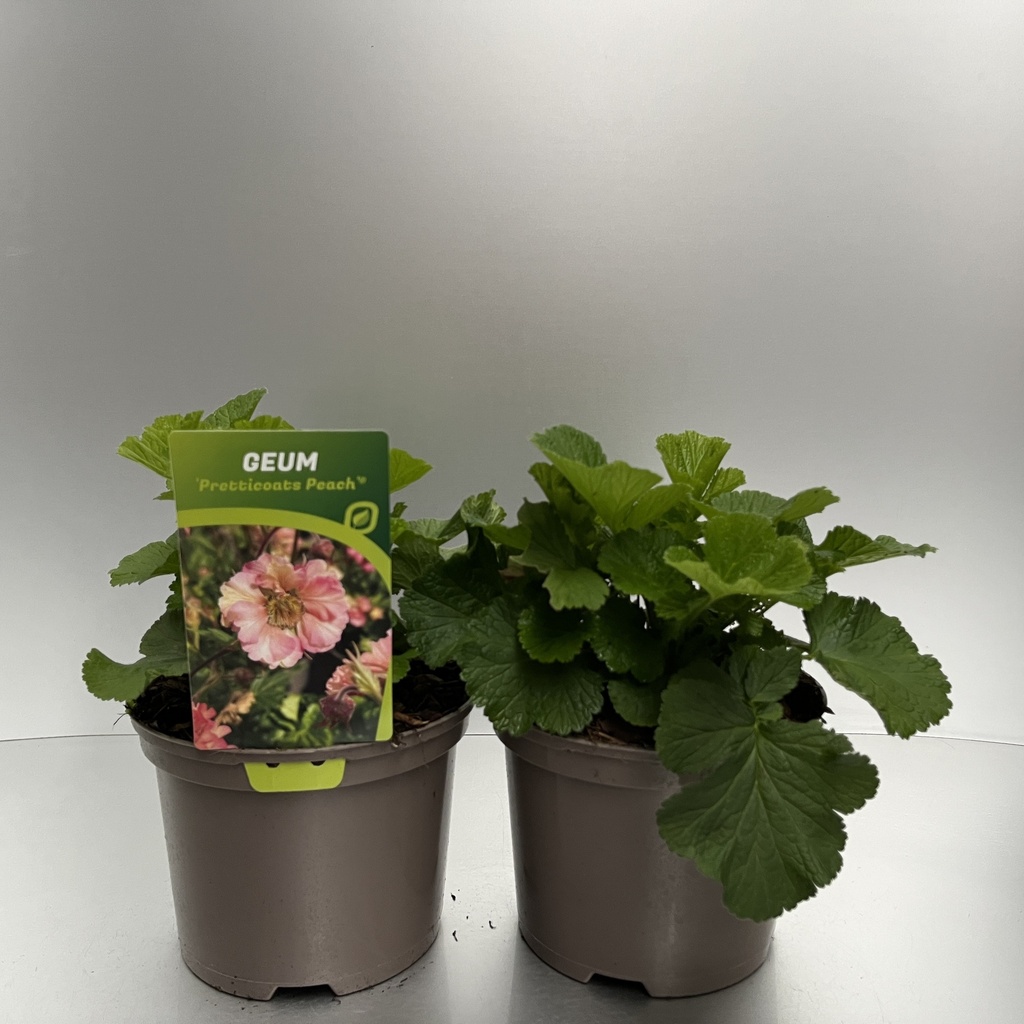 [GEUPPEAC-C2] Geum 'Pretticoats Peach'®
