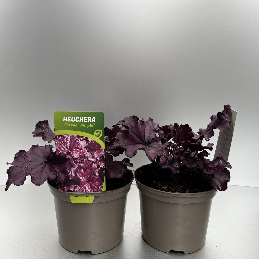 [HEUFPURP-C2] Heuchera 'Forever Purple'®