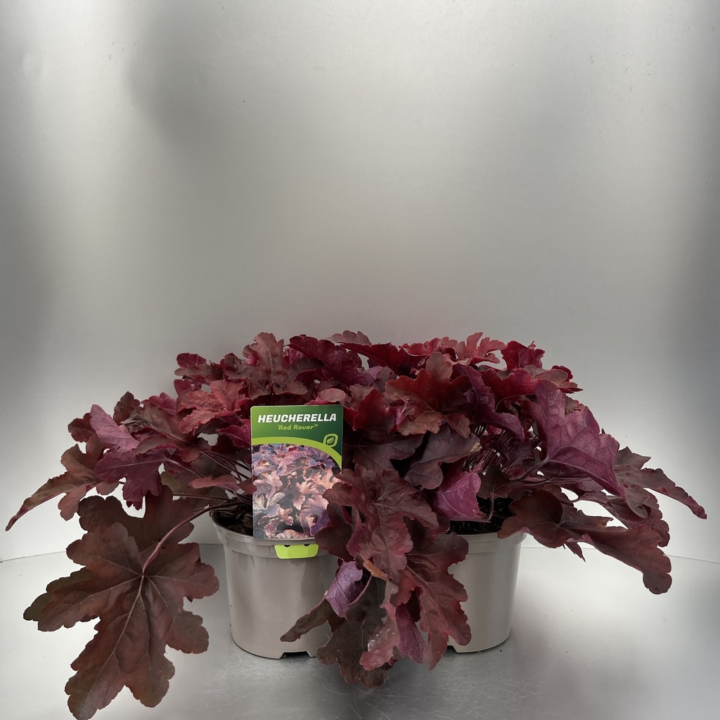 [HEURROVE-C2] Heucherella 'Red Rover'®