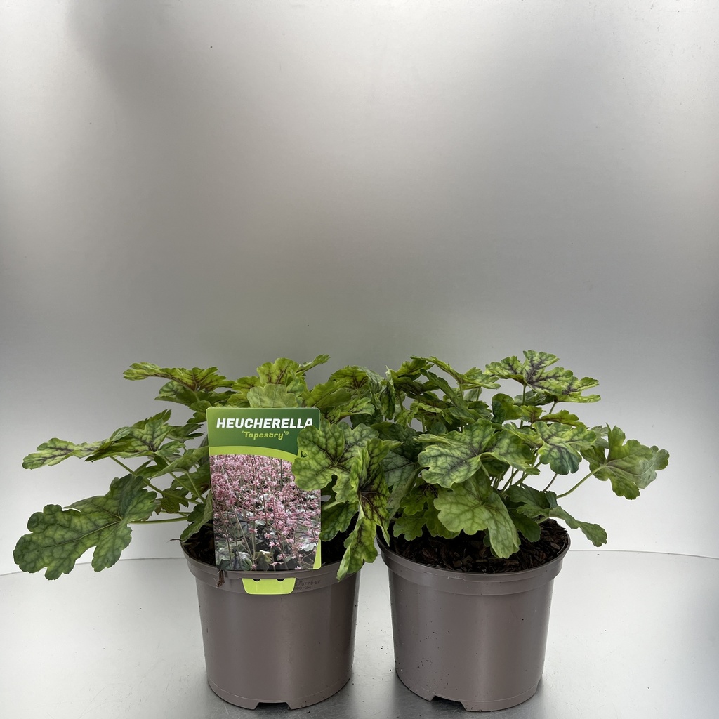 [HEUTAPES-C2] Heucherella 'Tapestry'®