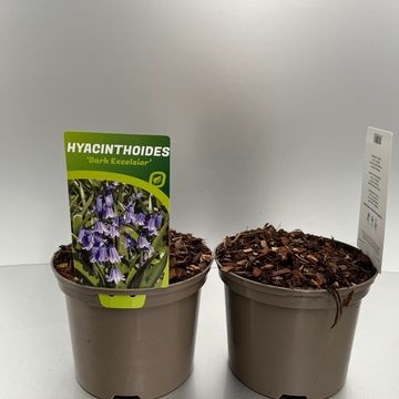 [HYADEXCE-C2] Hyacinthoides hisp. 'Dark Excelsior'