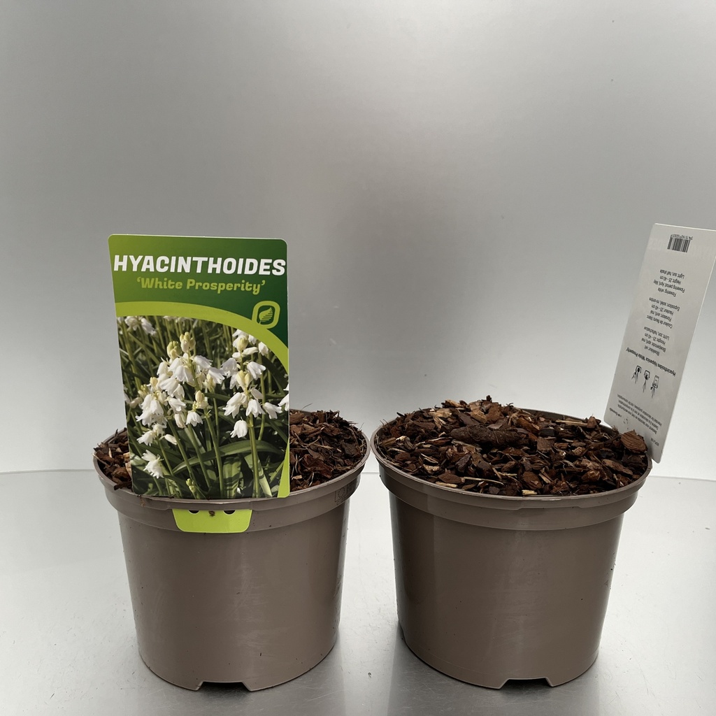 [HYAWPROS-C2] Hyacinthoides hispanica 'White Prosperity'