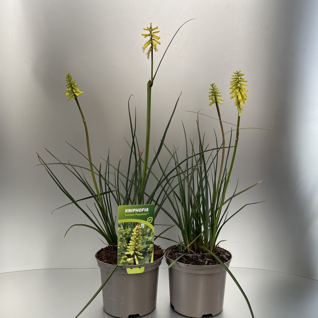 [KNILPOPS-C2] Kniphofia 'Lemon Popsicle'®