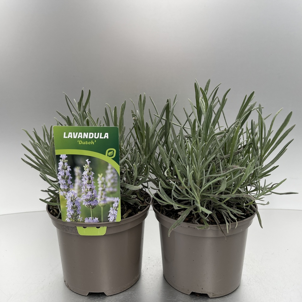 [LAVDUTCH-C2] Lavandula int. 'Dutch'