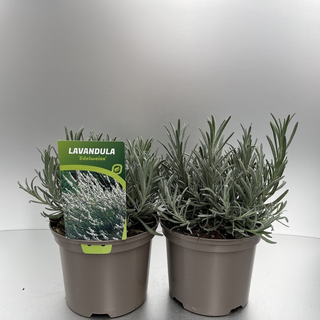 [LAVEDELW-C2] Lavandula ang. 'Edelweiss'