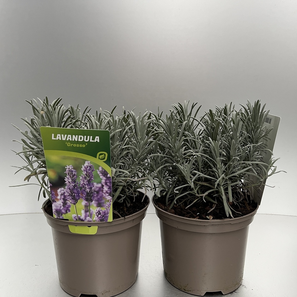 [LAVGROSS-C2] Lavandula ang. 'Grosso'