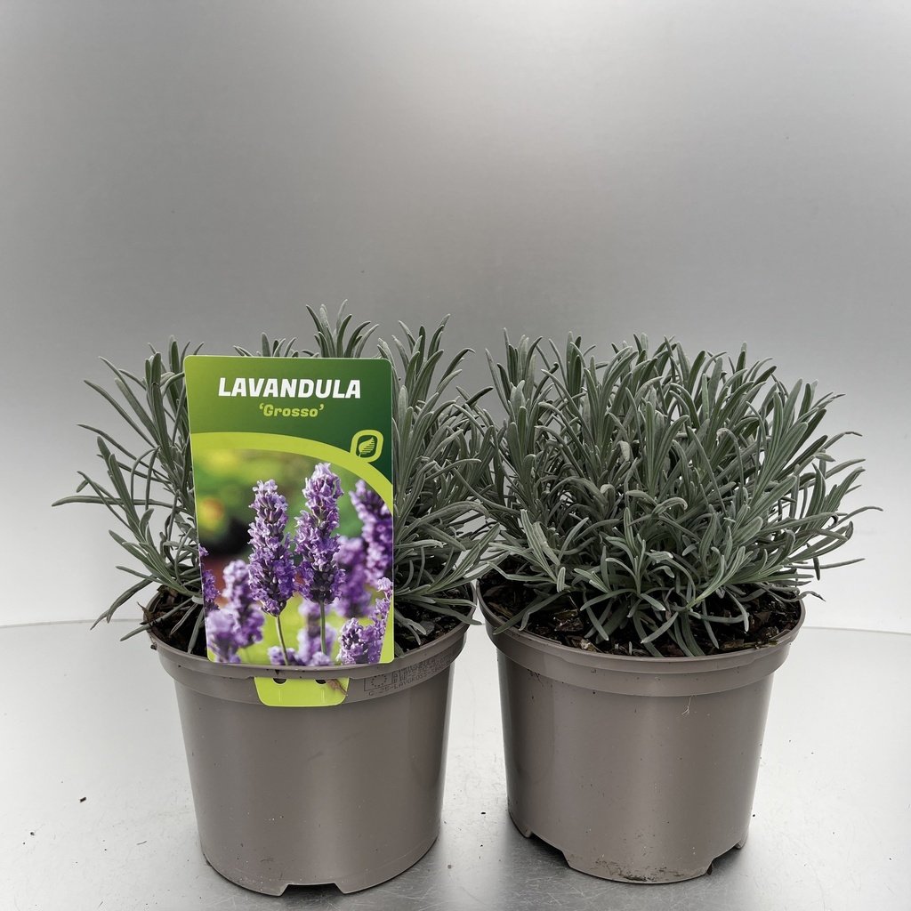 [LAVGROSS-C2] Lavandula int. 'Grosso'