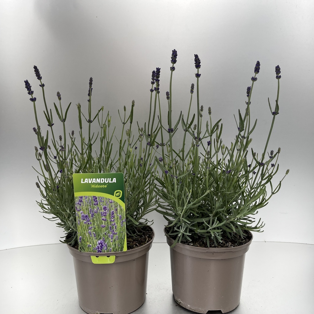 [LAVHIDCO-C2] Lavandula ang. 'Hidcote'