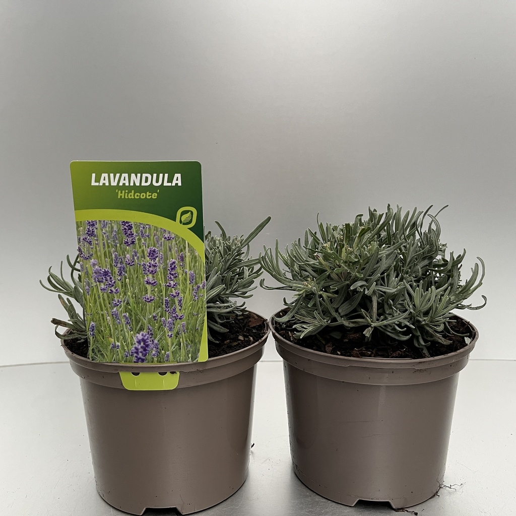 [LAVHIDCO-C2] Lavandula ang. 'Hidcote'