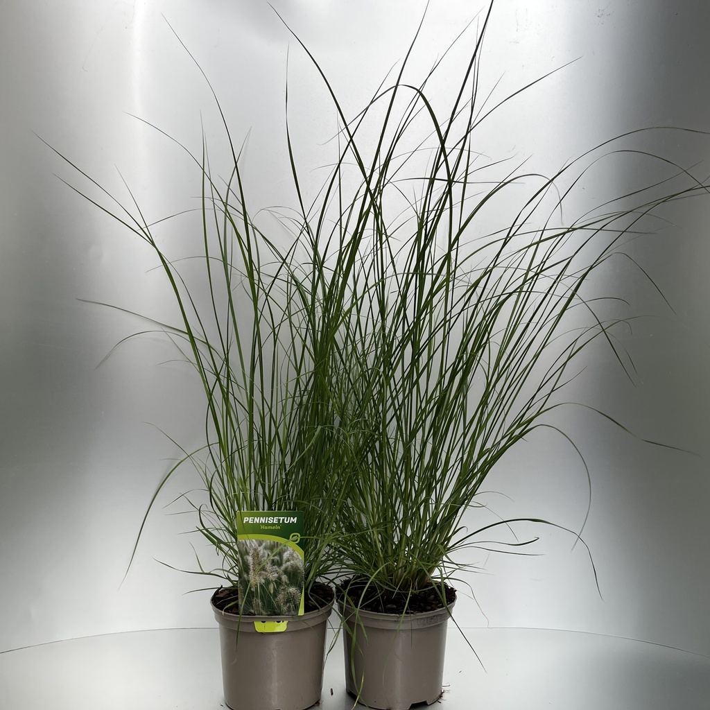 [PENHAMEL-C2] Pennisetum alopecuroides 'Hameln'