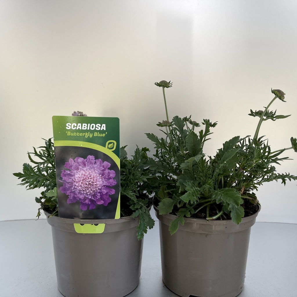 [SCABBLUE-C2] Scabiosa colum. 'Butterfly Blue'