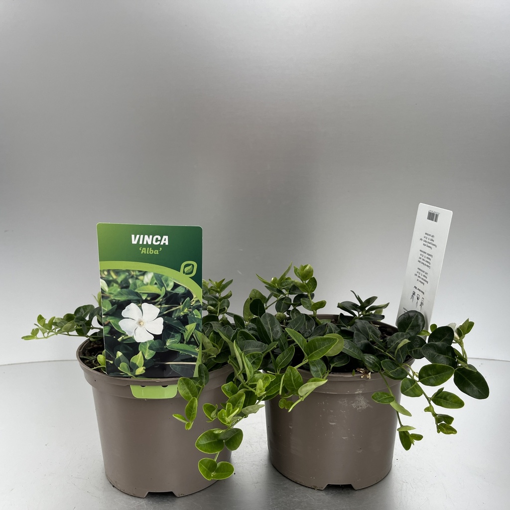 [VINALBA-C2] Vinca minor 'Alba'