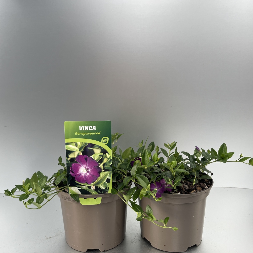 [VINATROP-C2] Vinca minor 'Atropurpurea'