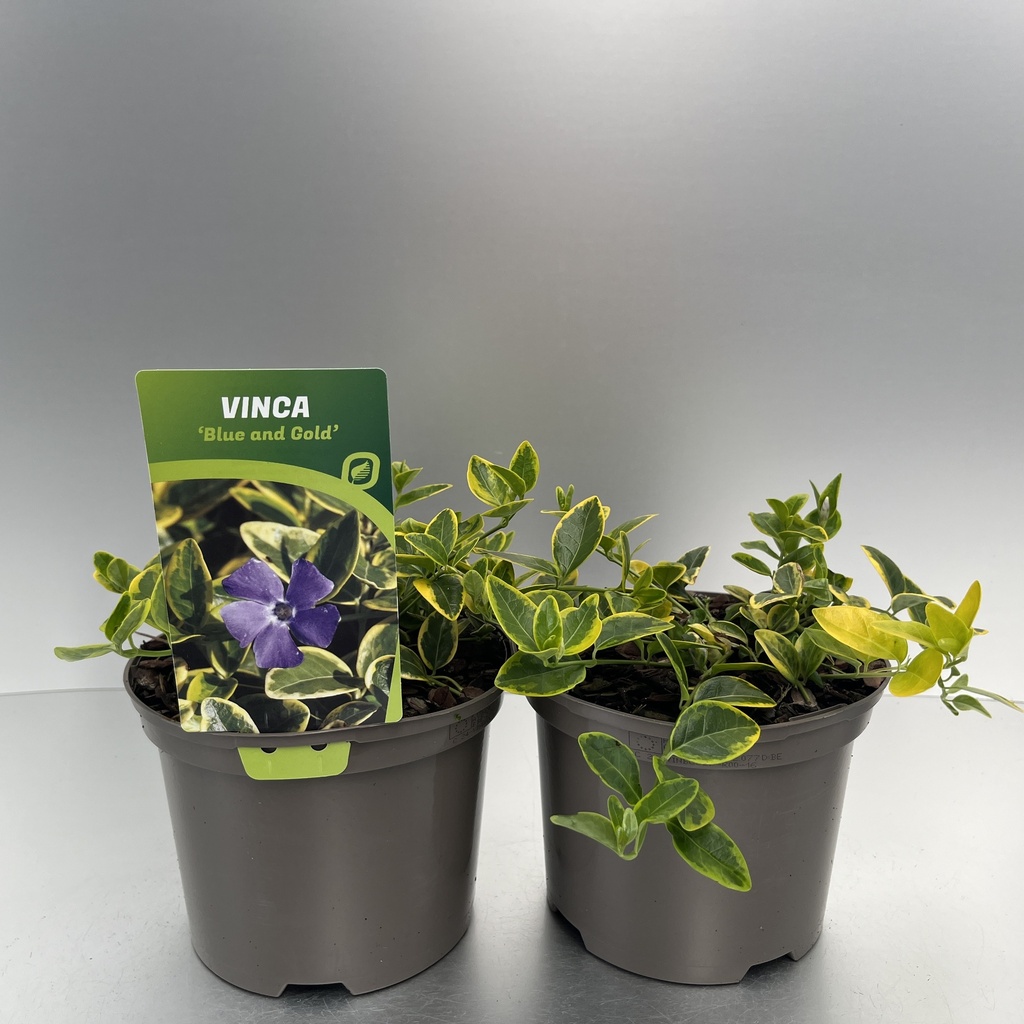 [VINBGOLD-C2] Vinca minor 'Blue and Gold'