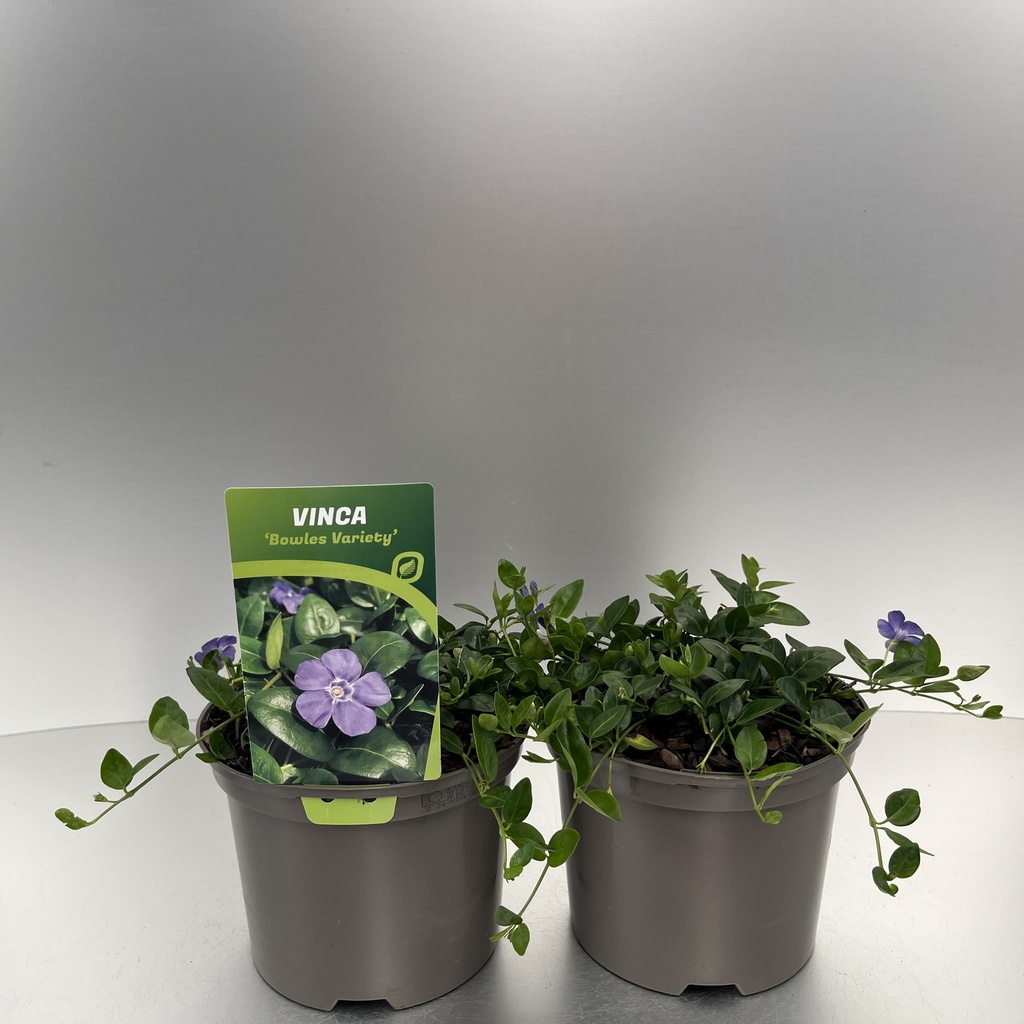 [VINBVARI-C2] Vinca minor 'Bowles Variety'
