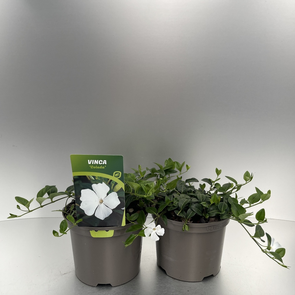 [VINCOLAD-C2] Vinca minor 'Colada'